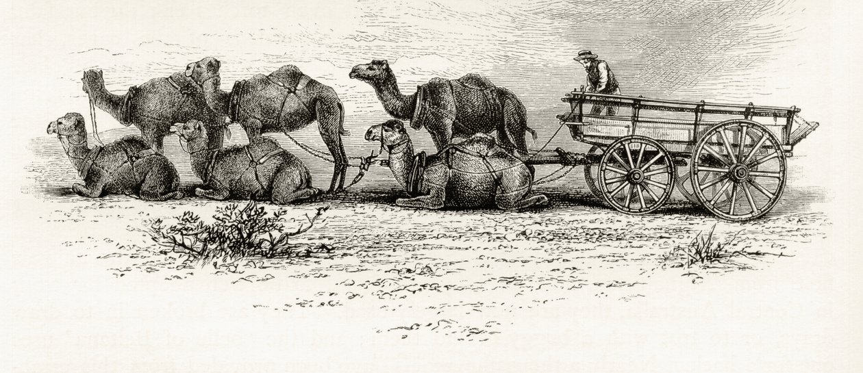 Kameler brukt til å transportere materialer over ørkenen i Australia, ca. 1880, fra 