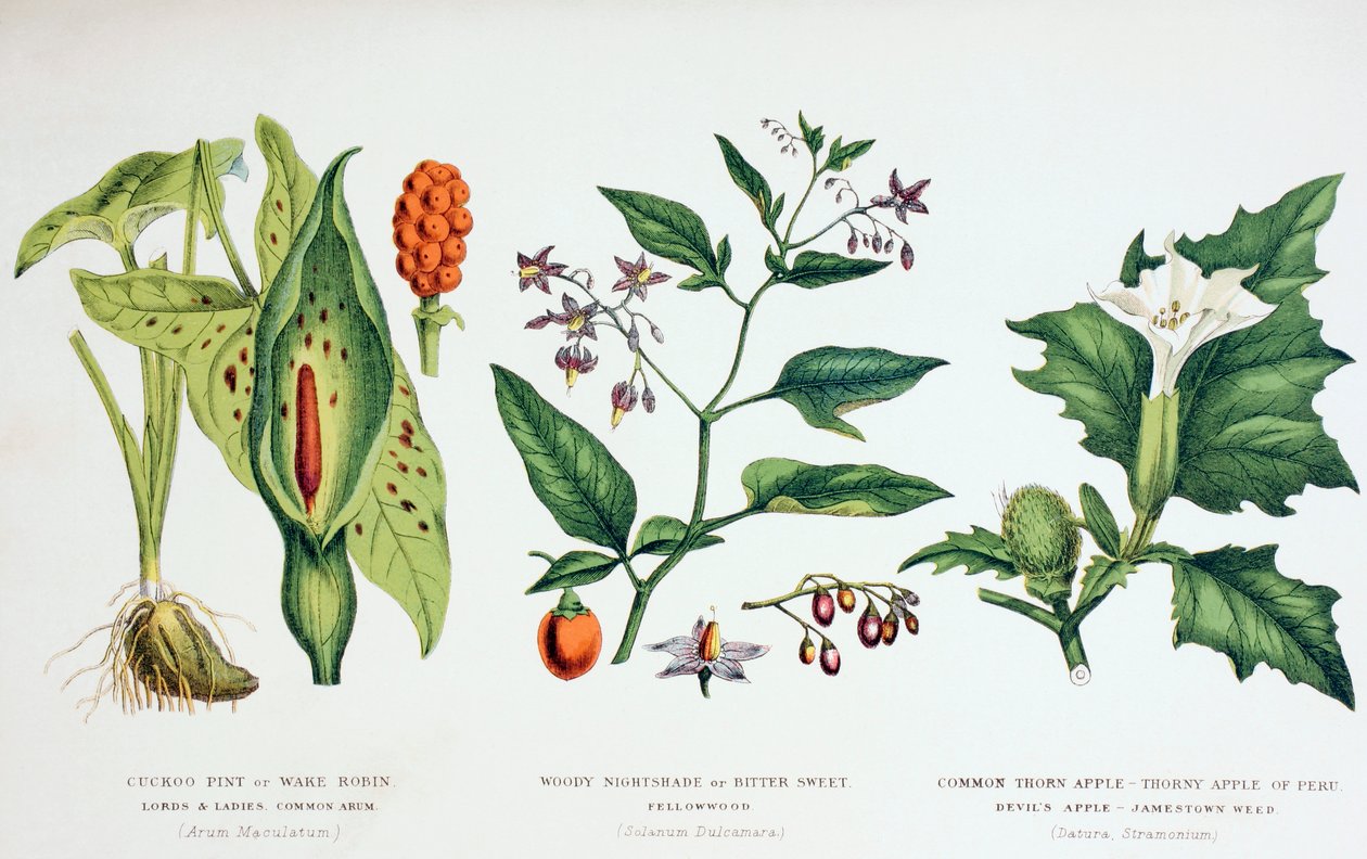Vanlige giftige planter, ca. 1890 (farget gravering) av English School