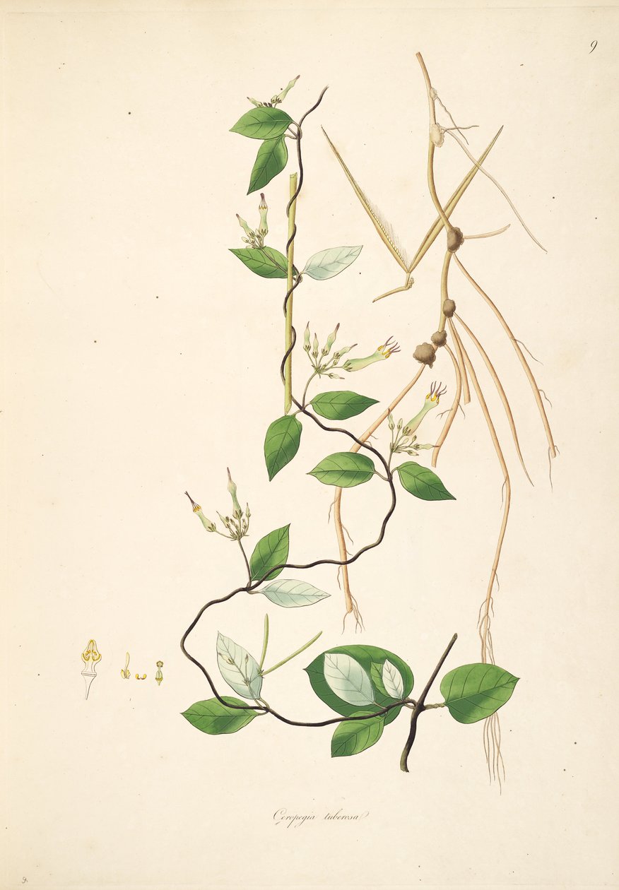 Illustrasjon av Ceropegia tuberosa (= Ceropegia candelabrum subsp. Tuberosa), Apocynaceae, Asclepiadoideae av anonymus