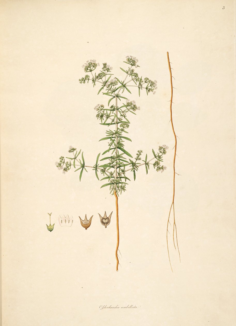 Illustrasjon av Oldenlandia umbellata, Rubiaceae av anonymus