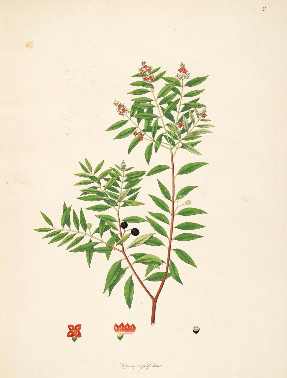 Illustrasjon av Sirium myrtifolium (= Santalum album), Santalaceae av anonymus