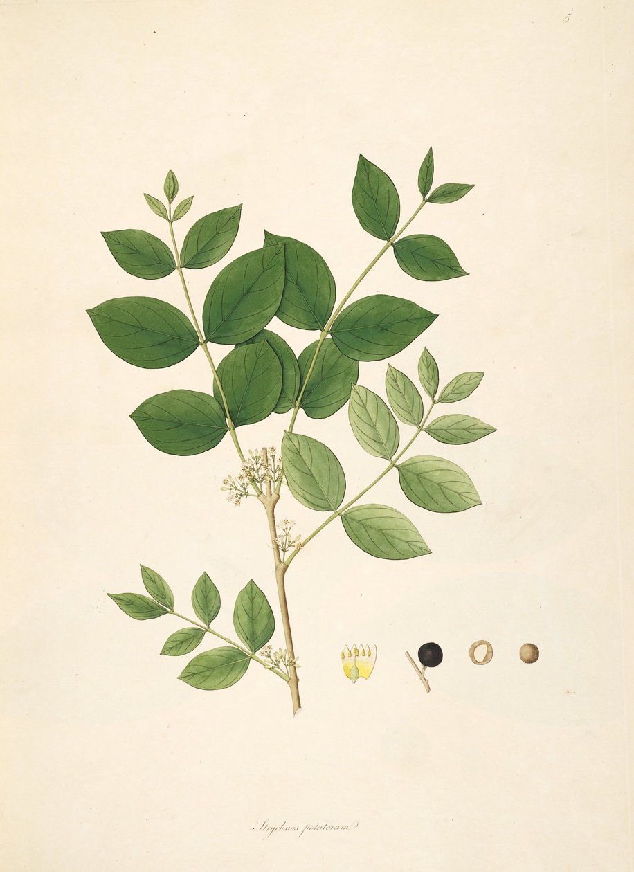 Illustrasjon av Strychnos potatorum, Loganiaceae av anonymus