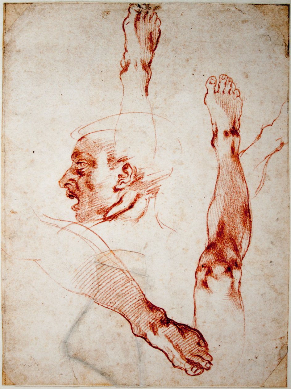 Mannlig leder i profil, studier av lemmer av Michelangelo Buonarroti