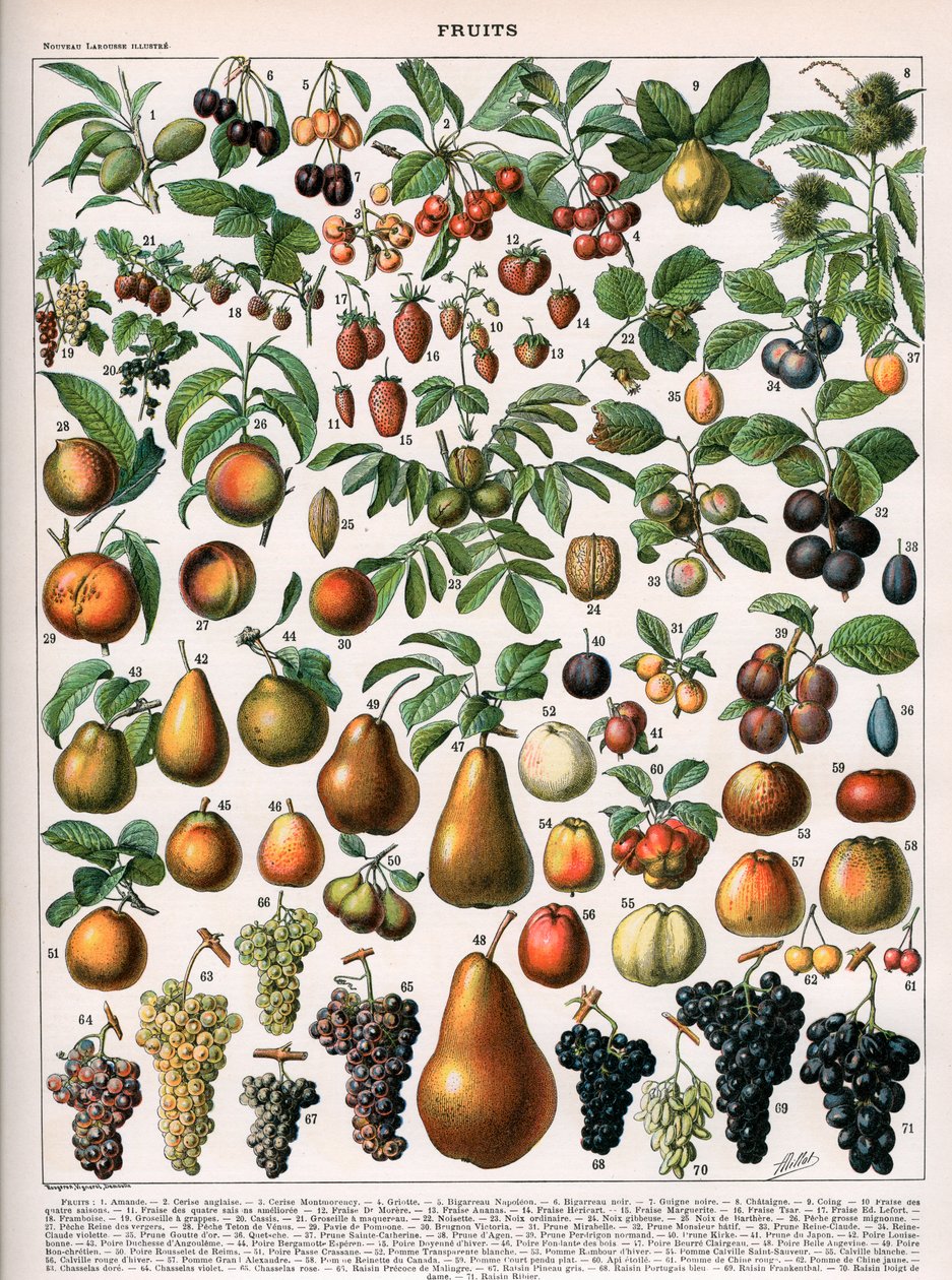 Illustrasjon av fruktvarianter, ca. 1905-10 (farge litho) av (after) Alillot