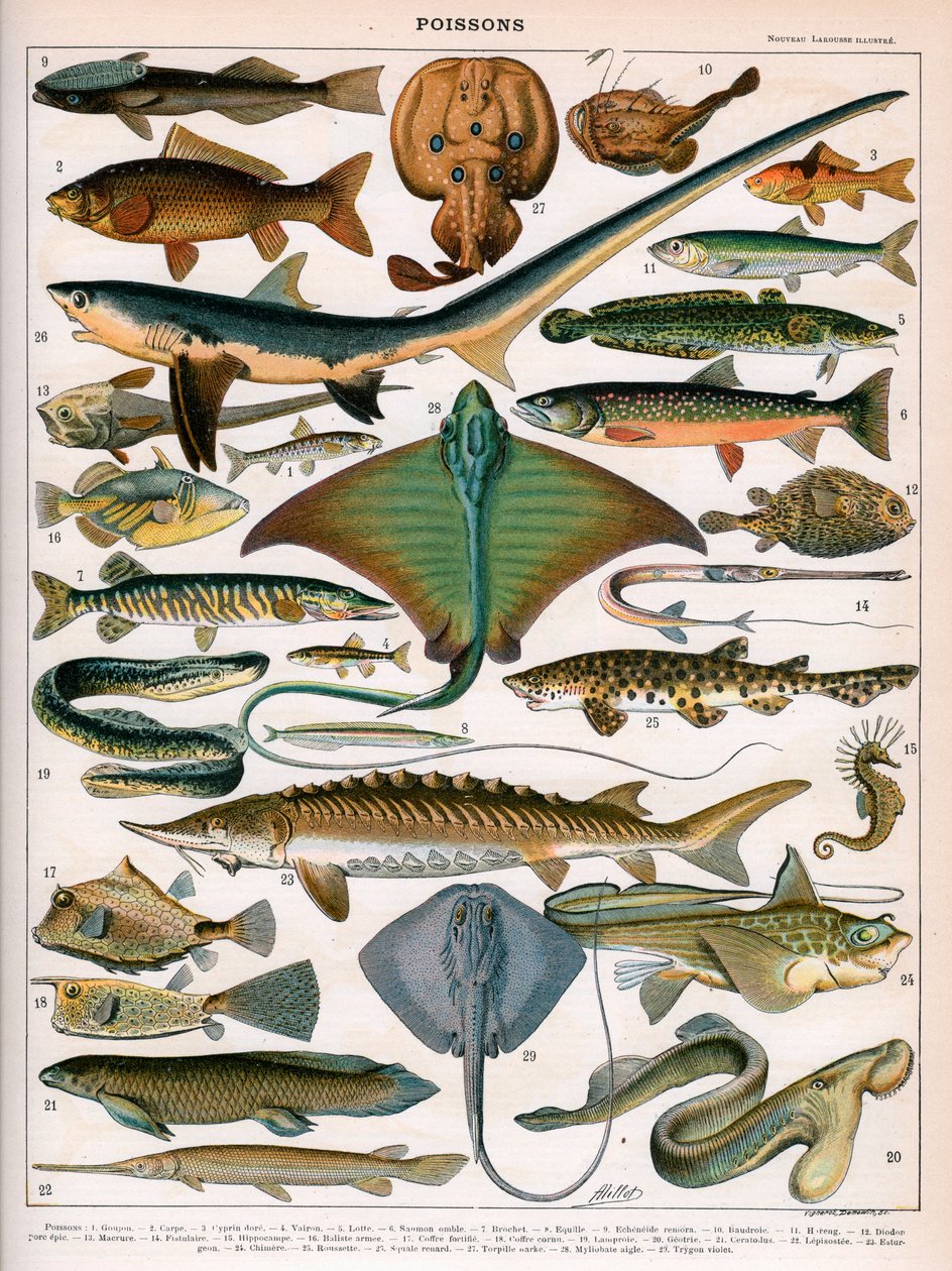 Illustrasjon av havfisk, ca. 1905-10 (litho-farge) av (after) Alillot