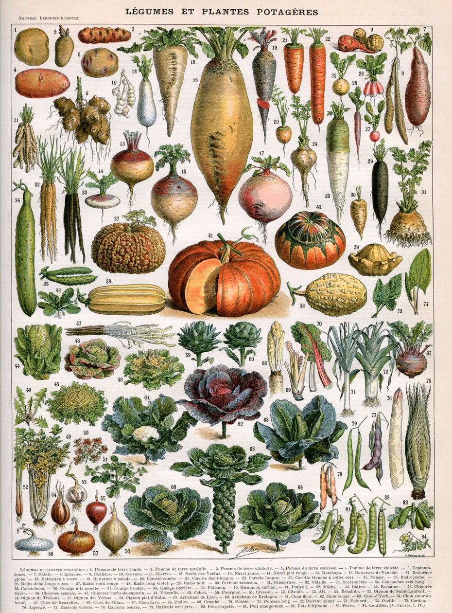 Illustrasjon av vegetabilske varianter, c.1905-10 (farge lito) av (after) Alillot