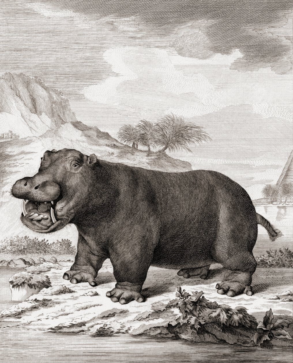 En flodhest (Hippopotamus amphibius) av (after) Dutch School