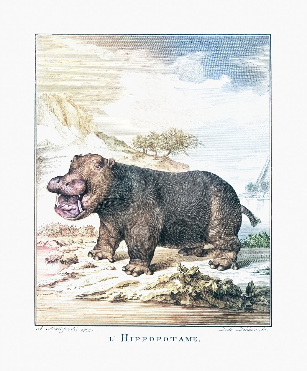 En flodhest (Hippopotamus amphibius) av (after) Dutch School