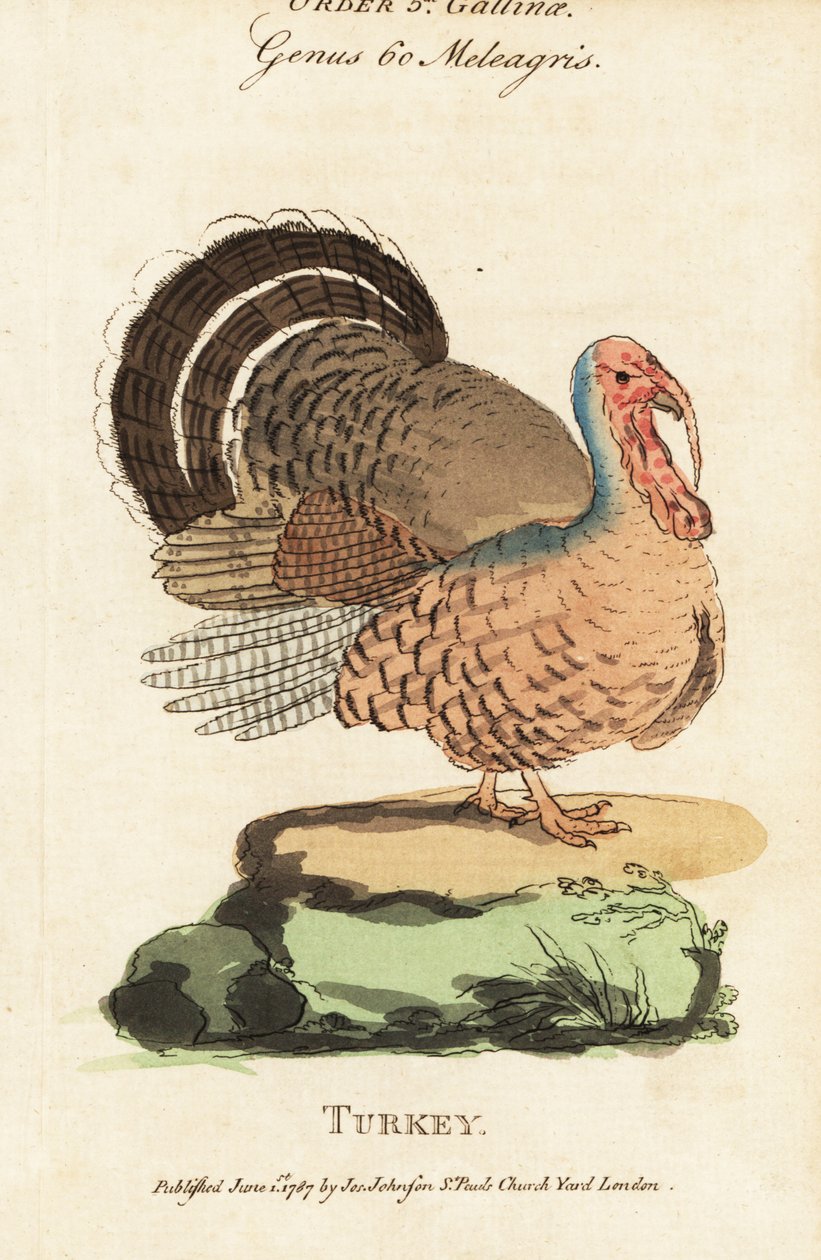 Tyrkia, Meleagris gallopavo av (after) English School