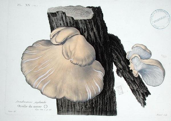 Dendrosarcos juglandis, tallerken 20 fra 