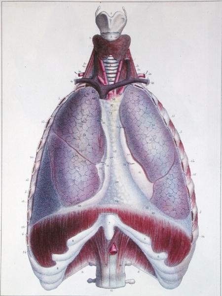 Anatomy of the lungs, fra 