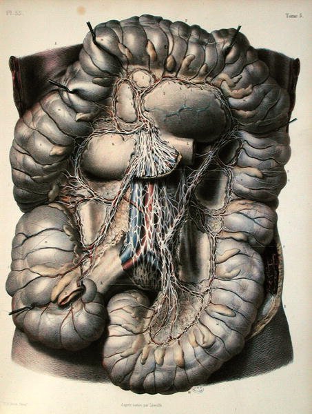Tykktarmens nerver, The Brain, plate fra 