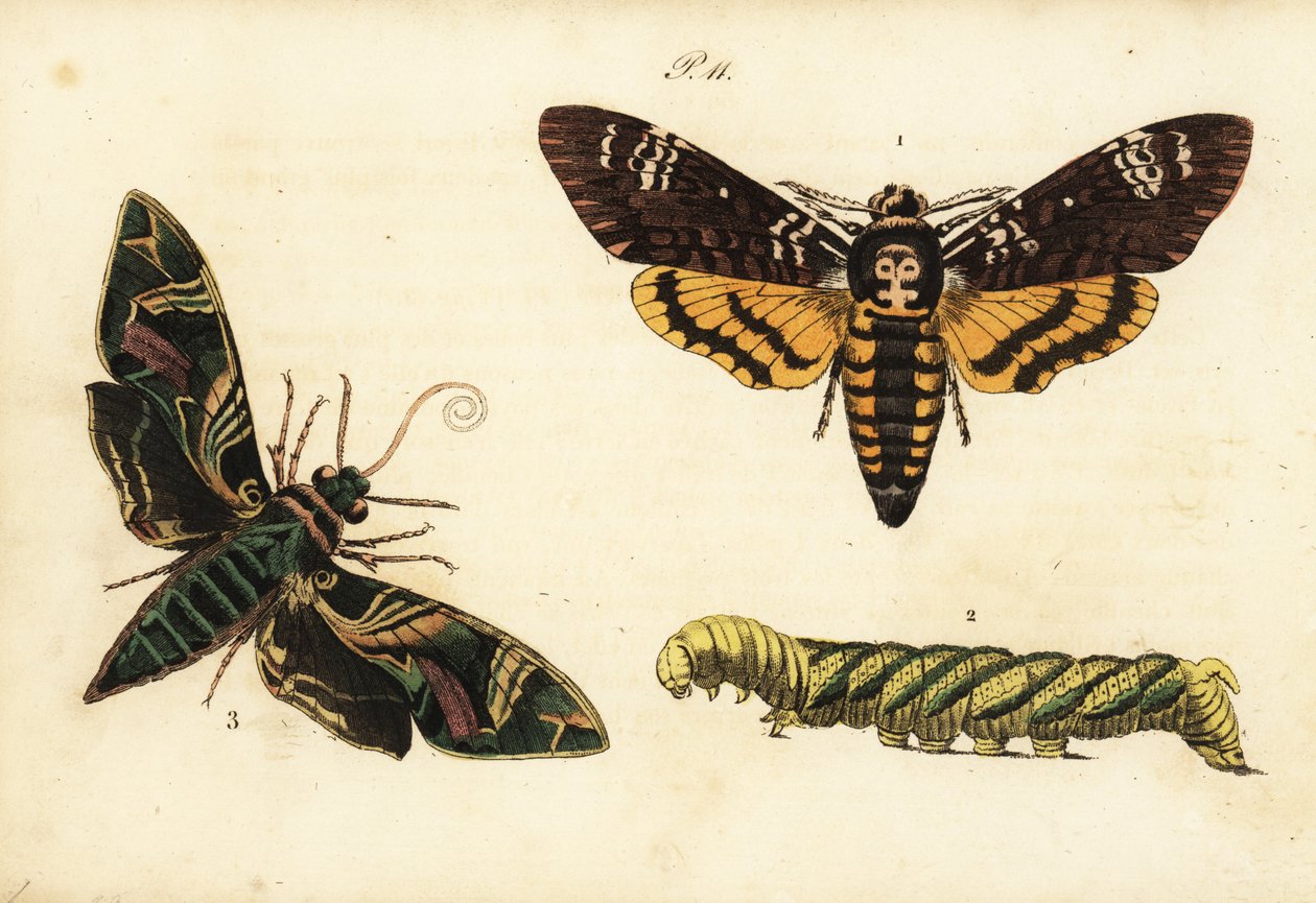 Afrikansk dødsfall hodehaukmott og larve, Acherontia atropos 1,2, og oleanderhauk-møll, Daphnis nerii 3 av Unknown
