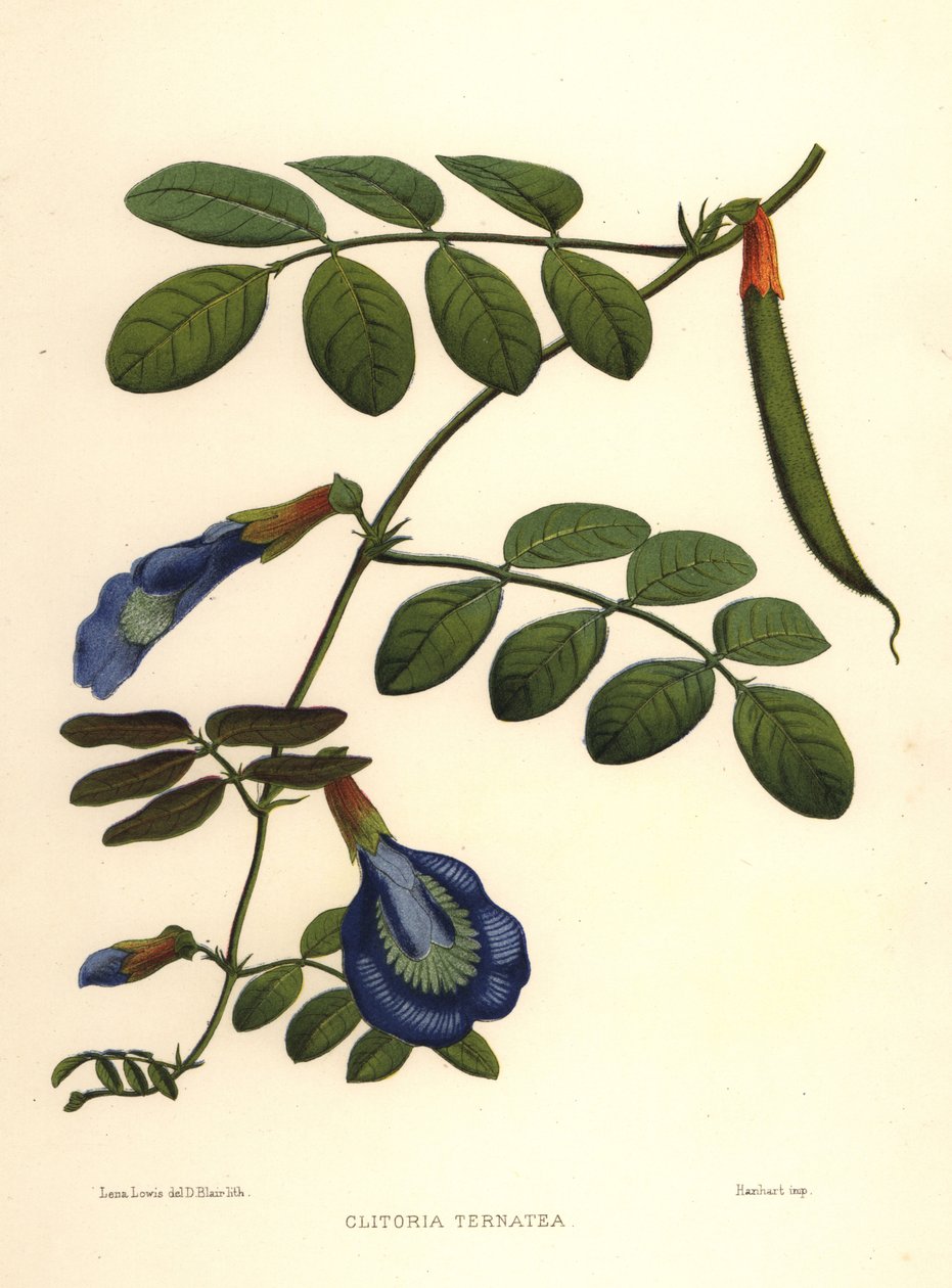 Asiatiske duevinger, sommerfuglerter eller Darwin-erter, Clitoria ternatea av Unknown
