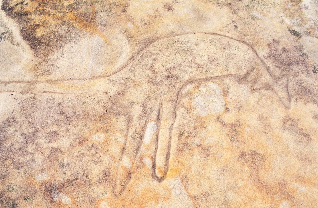 Australia, Sydney, Royal National Park, Jibbon Head, aboriginal helleristning av kenguru av Unknown