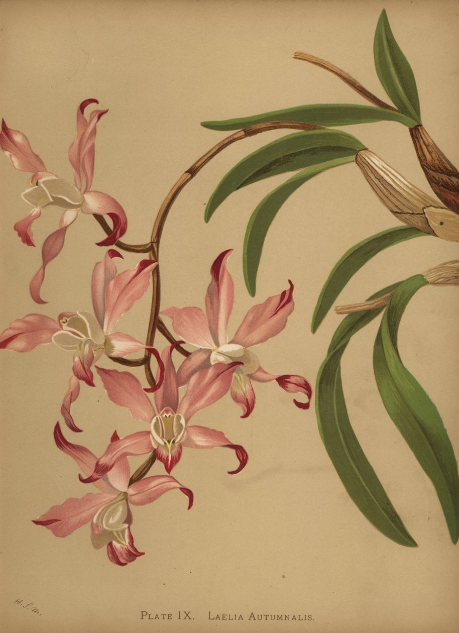 Høst laelia orkidé, Laelia autumnalis av Unknown