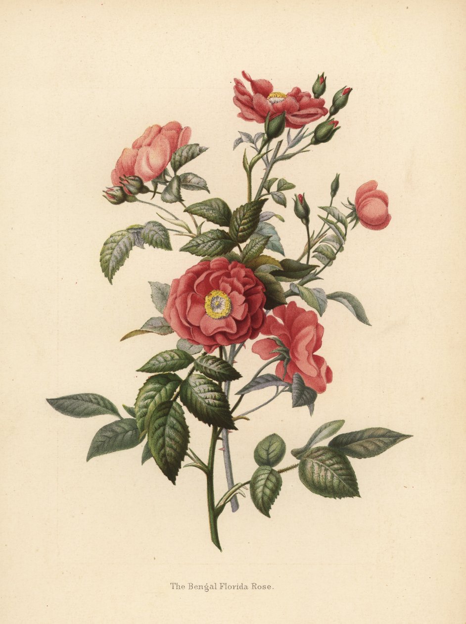 Bengal Florida rose, Rosa chinensis (Rosa bengalensis) av Unknown