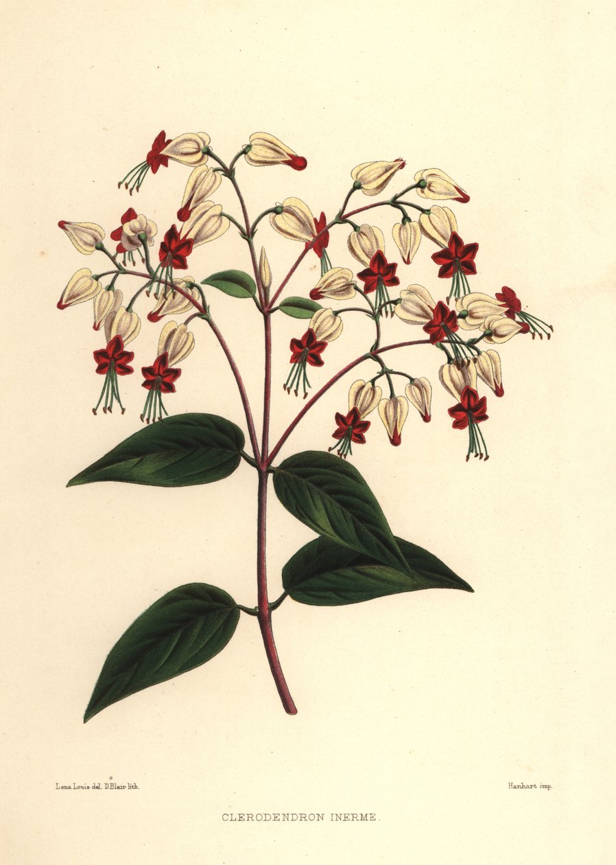 Blødende glory-bower eller skjønnhetsbusk, Clerodendrum thomsoniae (Clerodendron inerme, Clerodendron thomsones) av Unknown