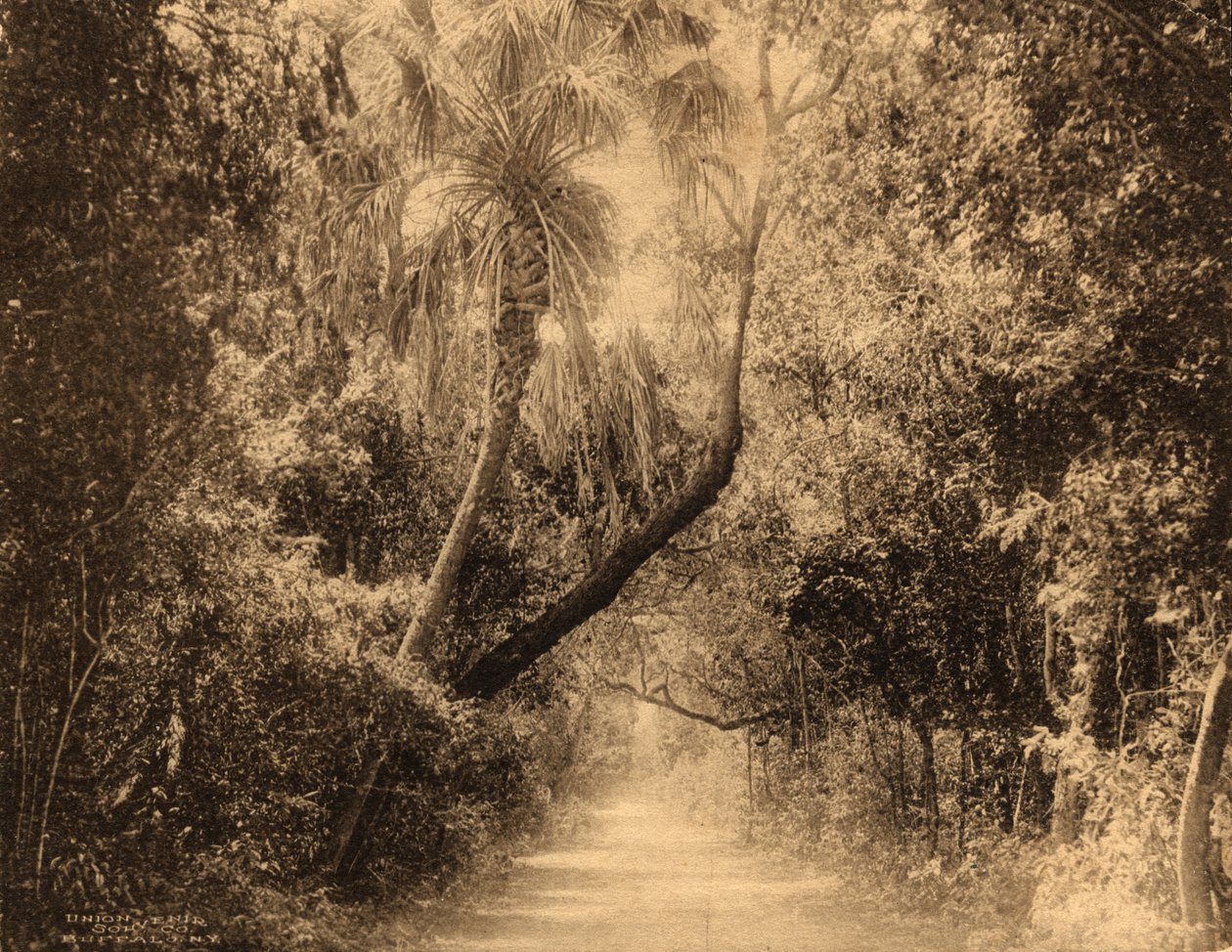 Brickell Hammock, Florida, ca. 1910 av Unknown