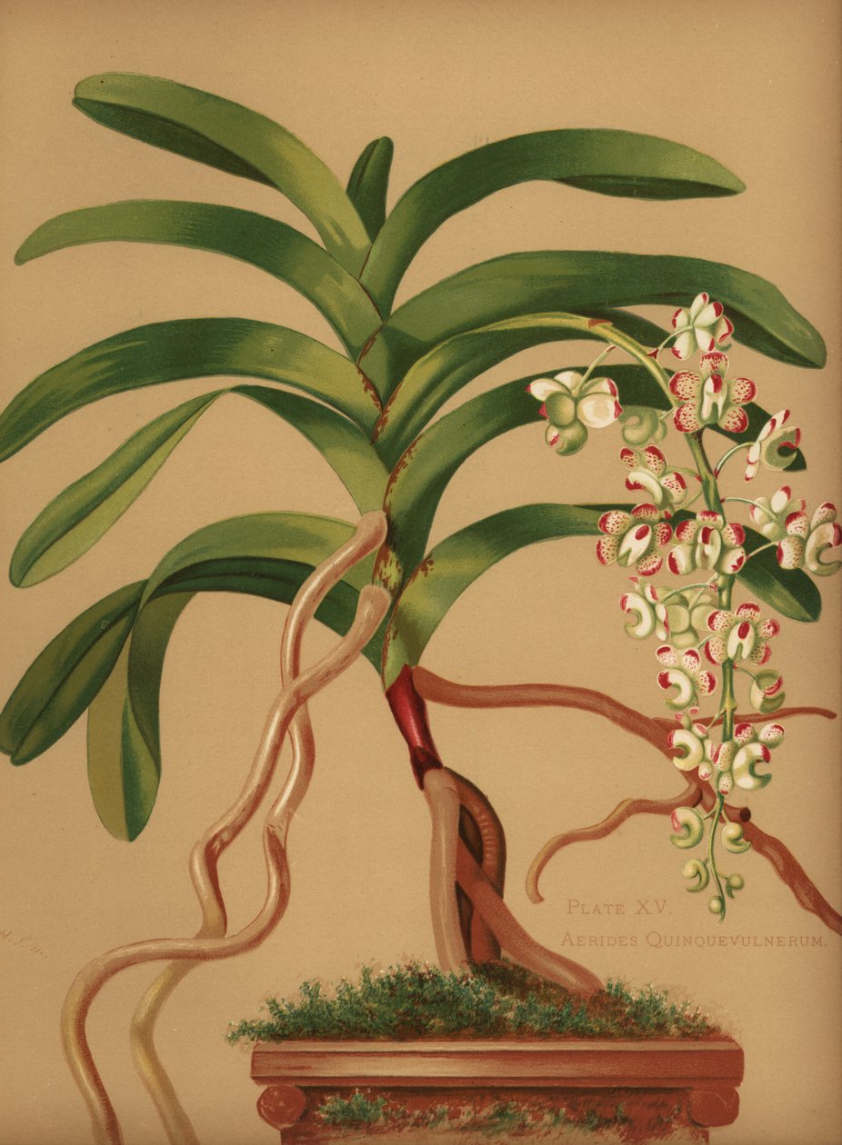 Kattehale- eller revebørsteorkidé, Aerides quinquevulnera av Unknown