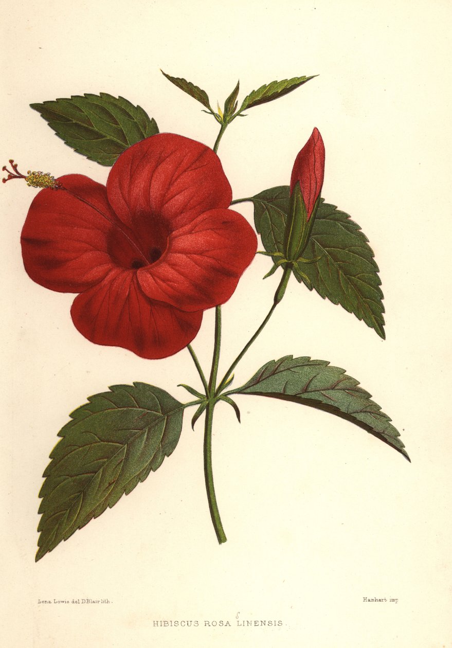Kinarose eller kinesisk hibiscus, Hibiscus rosa-sinensis av Unknown