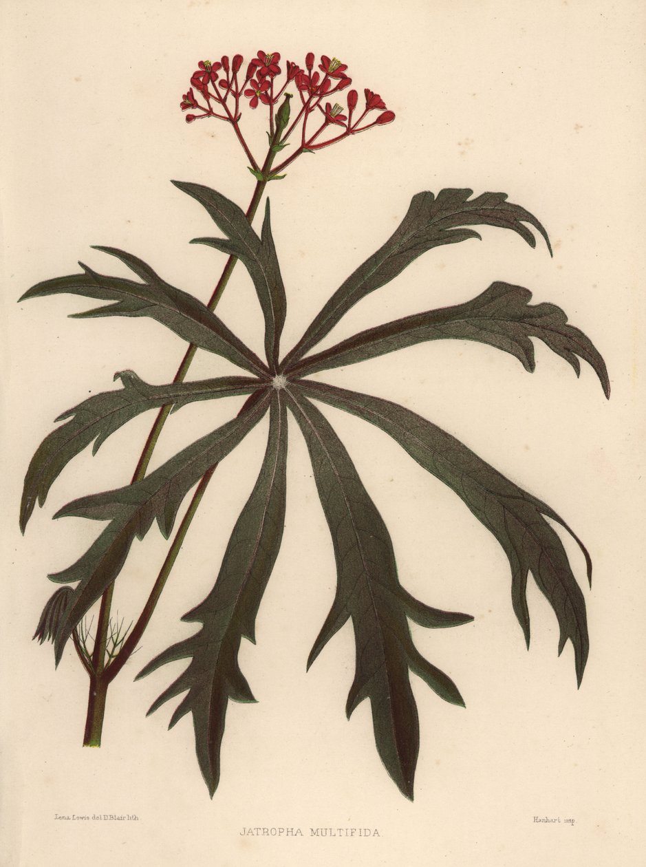 Coralbush, Jatropha multifida av Unknown