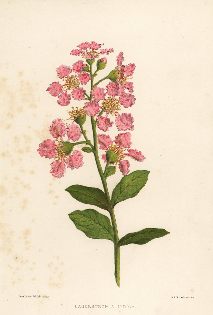 Crape myrt, Lagerstromia indica av Unknown