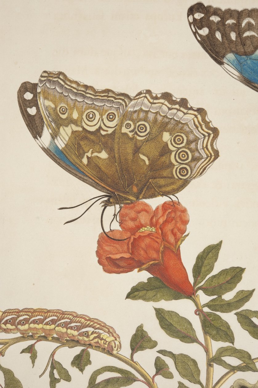 Detalj av plate IX fra Metamorphosis Insectorum Surinamensium av Maria Sibylla Merian, 1705 av Unknown