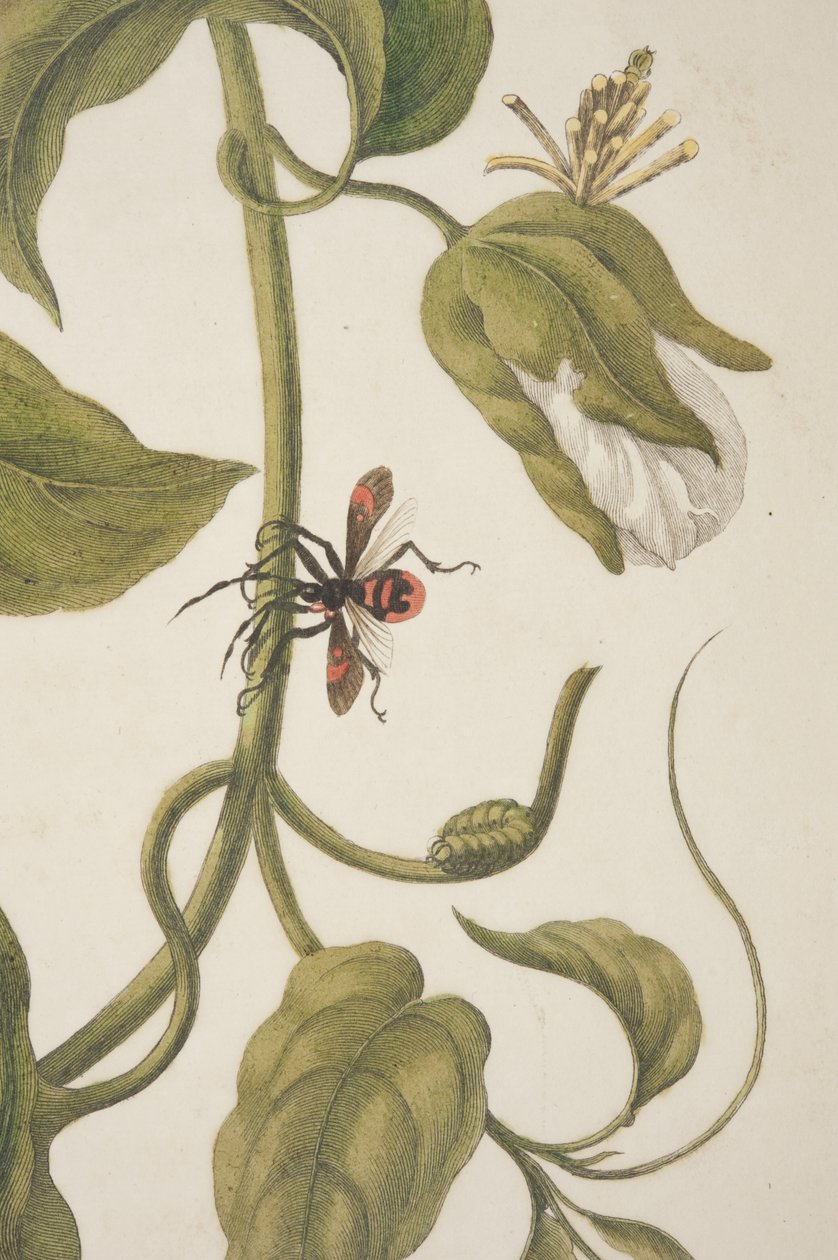 Detalj av plate XXI fra Metamorphosis Insectorum Surinamensium av Maria Sibylla Merian, 1705 av Unknown