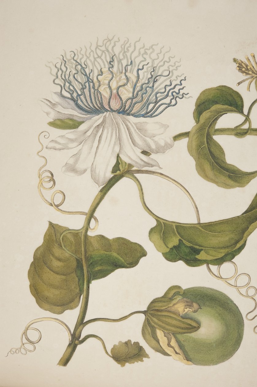 Detalj av plate XXI fra Metamorphosis Insectorum Surinamensium av Maria Sibylla Merian, 1705 av Unknown
