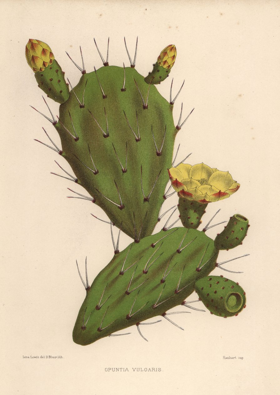 Øst-piggpære, Opuntia ficus-indica (Opuntia vulgaris) av Unknown