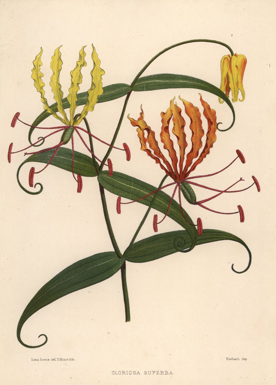 Flammelilje, Gloriosa superba av Unknown