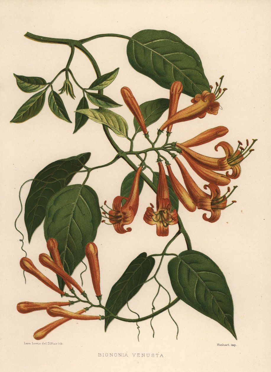 Flamevine eller oransje trompetvin Pyrostegia venusta (Bignonia venusta) av Unknown