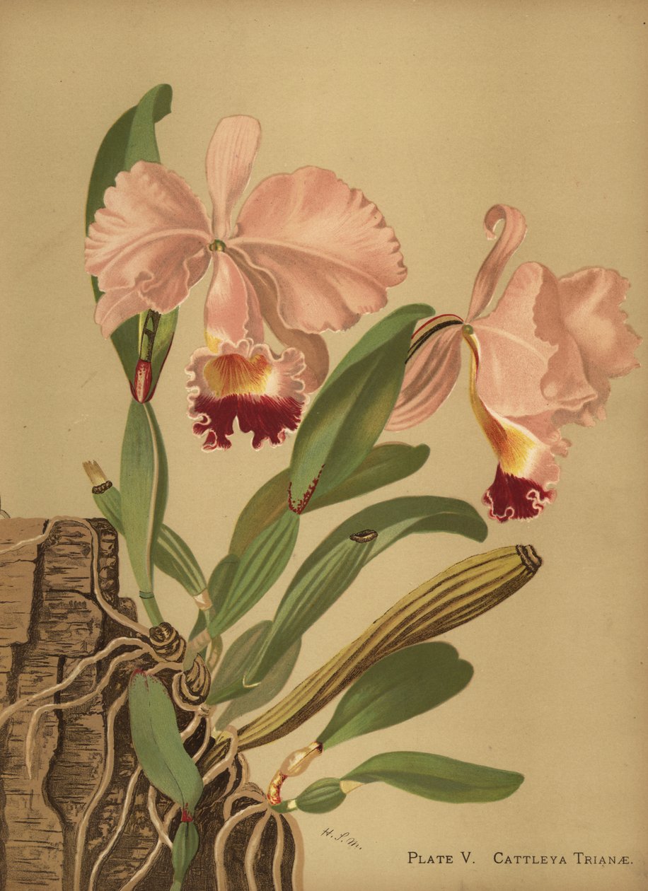Flor de Mayo eller juleorkide, Cattleya trianae av Unknown