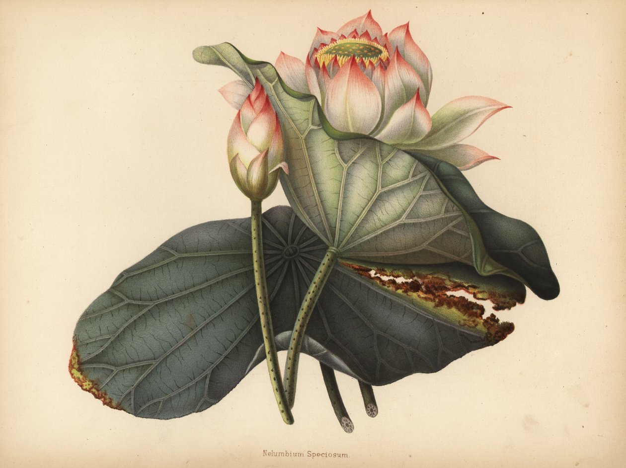 Indisk lotus, Nelumbo nucifera (Nelumbium speciosum) av Unknown