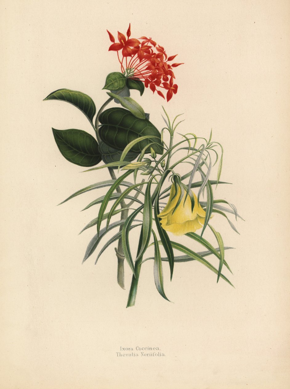 Jungelgeranium, Ixora coccinea og gul oleander, Thevetia neriifolia, Cascabela thevetia av Unknown