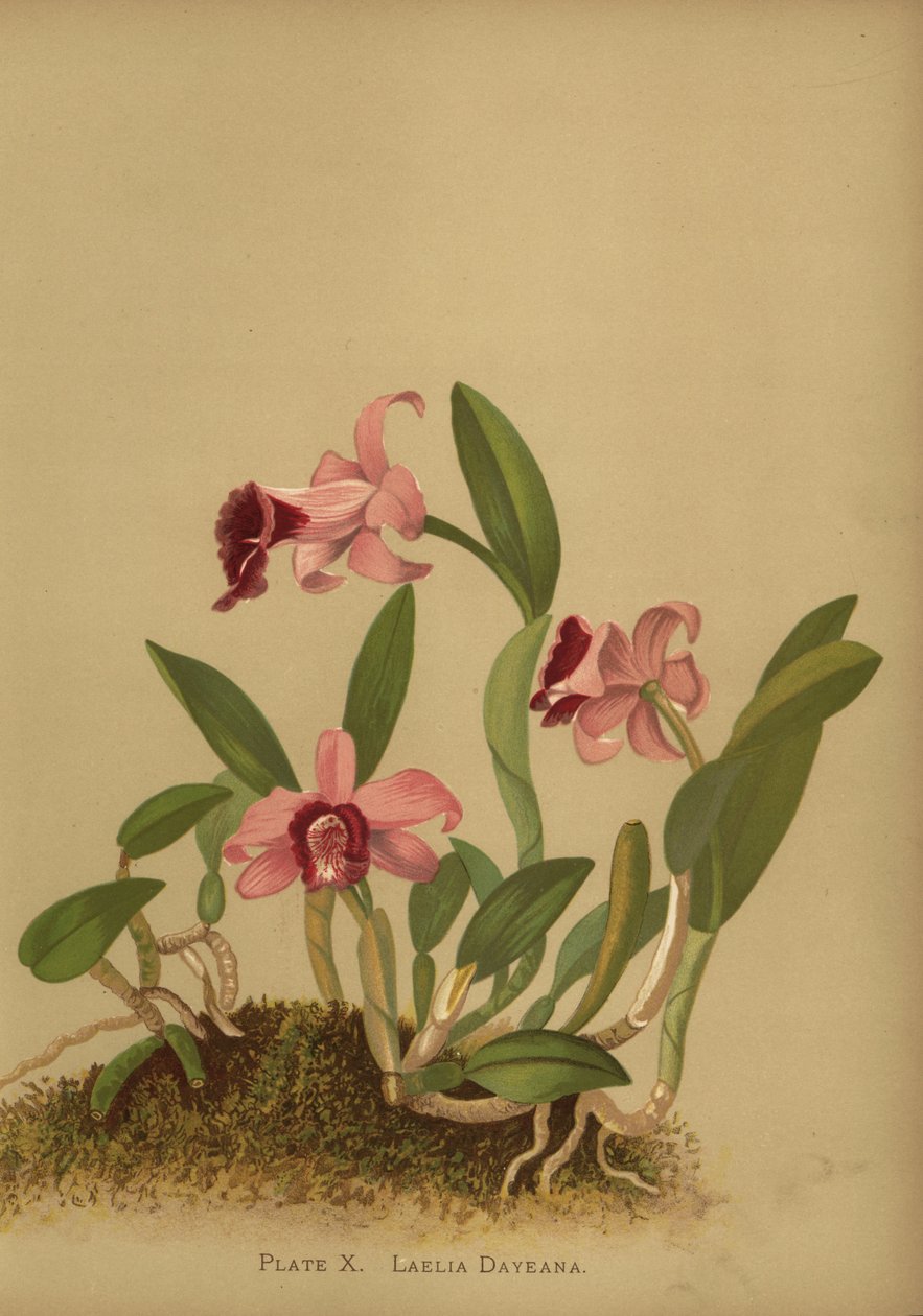 Laelia dayana eller Cattleya bicalhoi orkide av Unknown