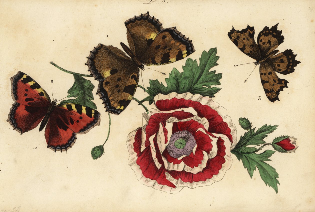 Stort skilpaddeskall, Nymphalis polychloros 1, lite skilpaddeskall, Aglais urticae 2, og kommasommerfugl, Polygonia c-album 3, med valmue av Unknown
