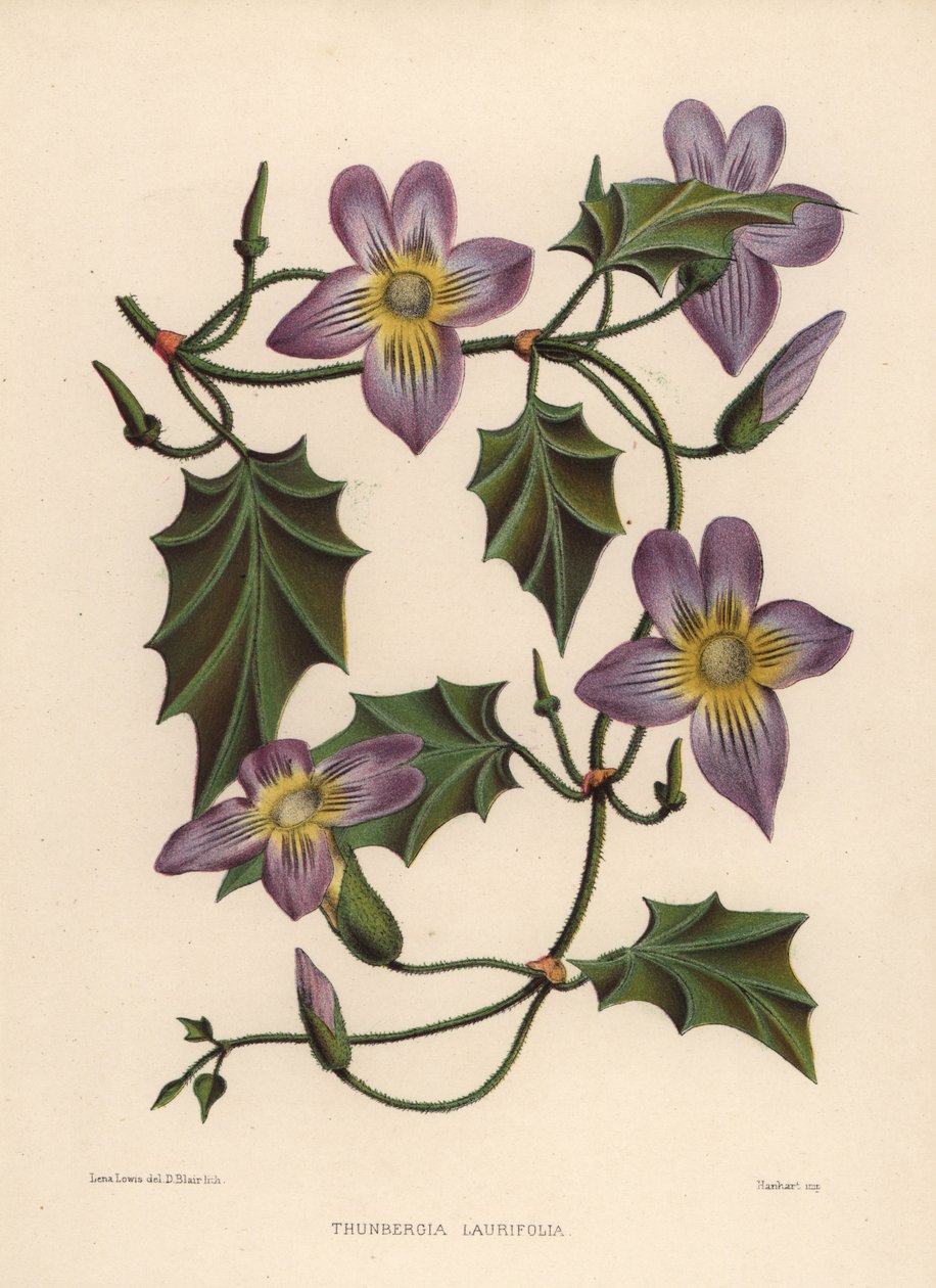 Laurel clockvine eller blå trompetvine, Thunbergia laurifolia av Unknown