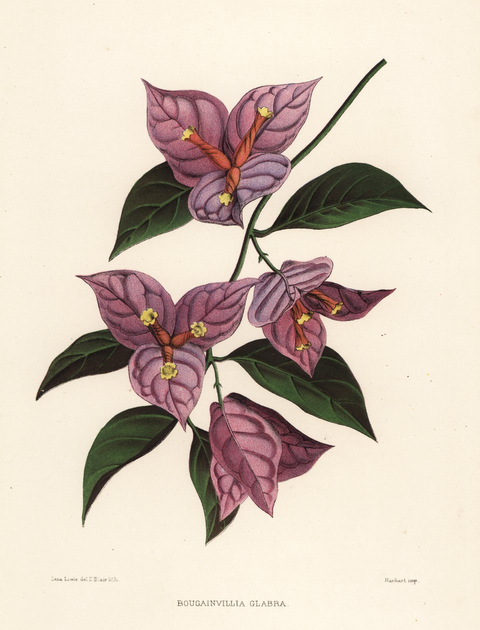 Mindre bougainvillea eller papirblomst, Bougainvillea glabra (Bougainvillia glabra) av Unknown