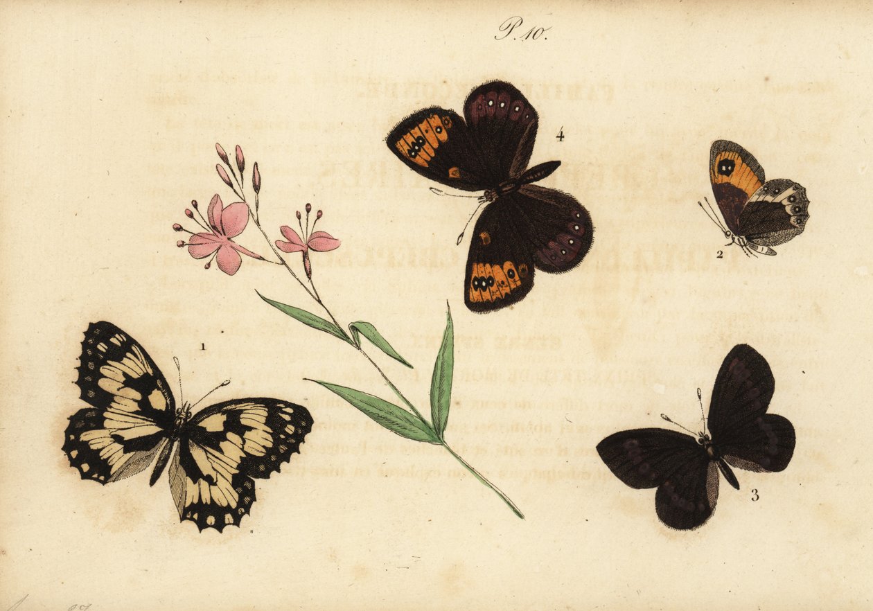 Marmorert hvit, Melanargia galathea 1, spansk portvakt, Pyronia bathseba 2, mandelring, Erebia alberganus 3, og springring, Erebia epistygne 4. Satyre demi-deuil, Satyre pasiphae, Satyre ce av Unknown