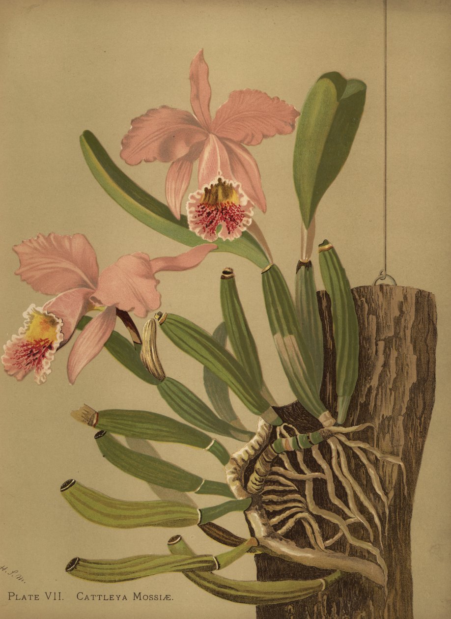Moss cattleya eller påskeorkidé, Cattleya mossiae av Unknown