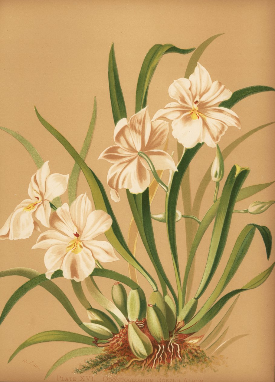 Stemorsblomst orkide, Miltoniopsis roezlii (Odontoglossum roezlii album) av Unknown
