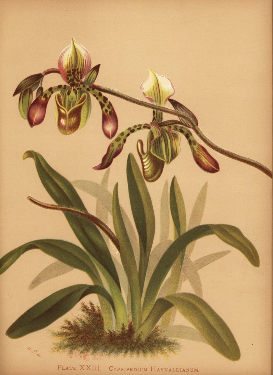 Paphiopedilum haynaldianum orkidé (Cypripedium haynaldianum) av Unknown