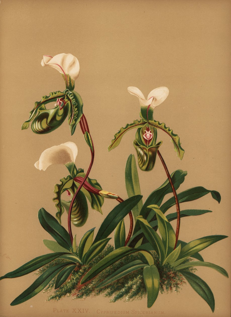 Paphiopedilum spicerianum orkidé (Cypripedium spicerianum) av Unknown