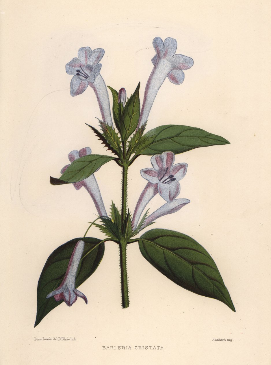 Filippinsk fiolett, blåklokke barleria eller kamfilippinsk fiolett, Barleria cristata av Unknown