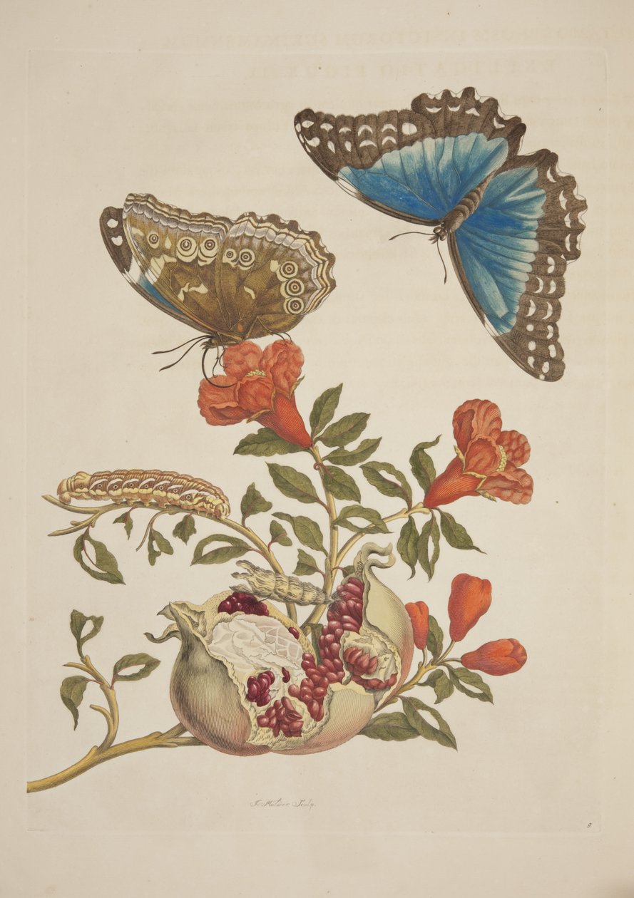 Plate IX fra Metamorphosis of the Surinam Insects av Maria Sibylla Merian, 1705 av Unknown