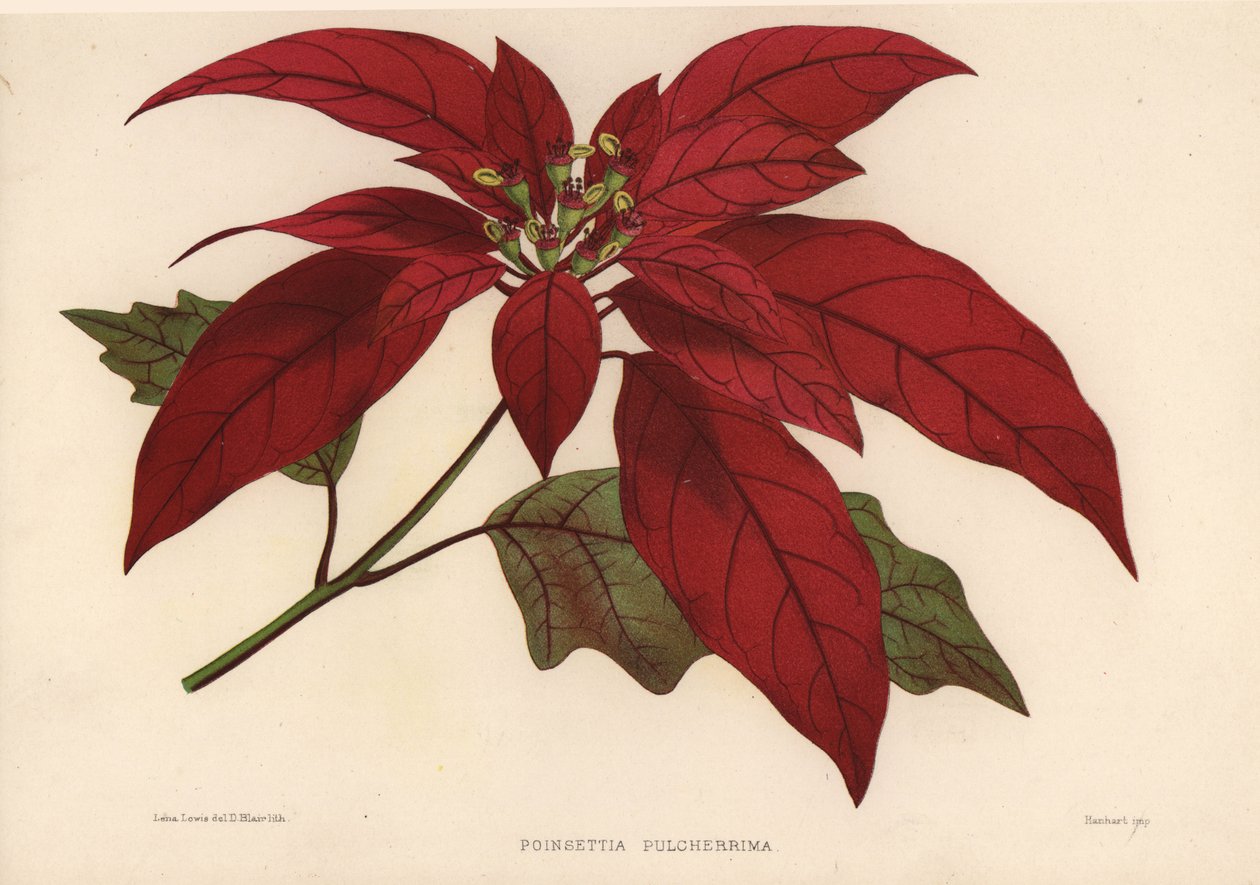 Julestjerne, Euphorbia pulcherrima (Poinsettia pulcherrima) av Unknown