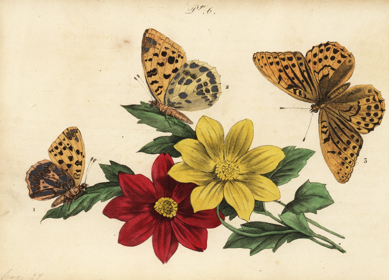 Queen of Spain fritillary, Issoria lathonia 1, mørkegrønn fritillary, Argynnis aglaja 2 og sølvvasket fritillary, Argynnis paphia 3 av Unknown
