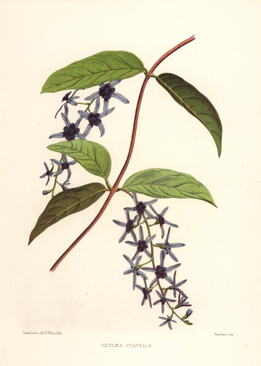 Sandpapir vinstokk, Petrea volubilis (Petraea stapelia) av Unknown